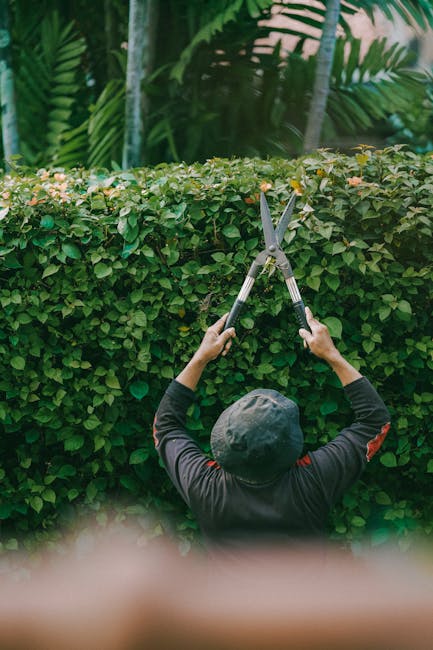 A gardener wearing a wide-brimmed hat and dark clothing is trimming a dense, well-maintained hedge with long-handled pruning shears. The hedge, composed of lush green leaves and small pink flowers, ru